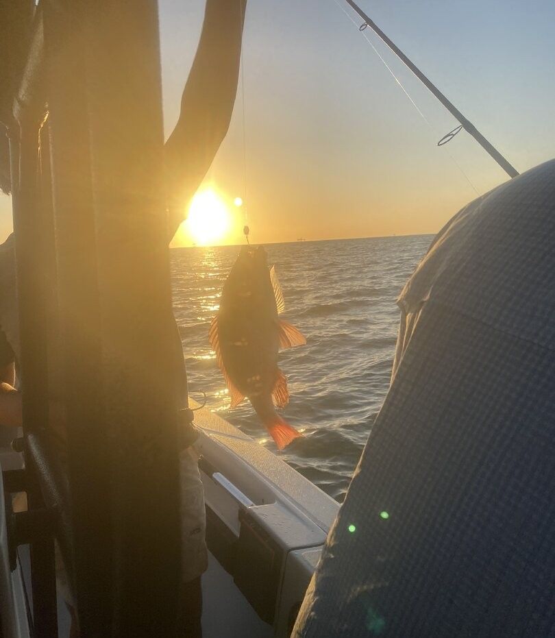 Fish being reeled in on fishing line during sunset over ocean waters