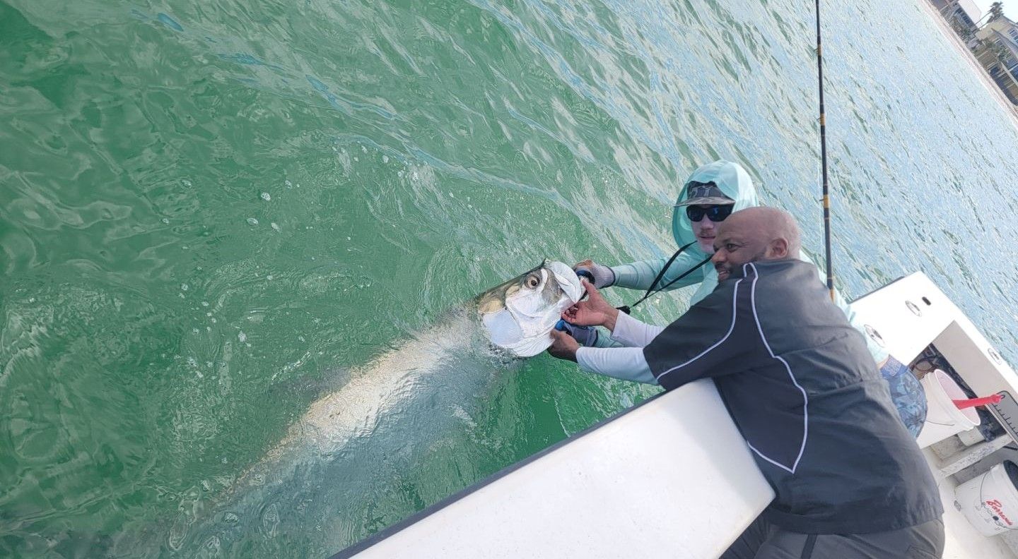 Tarpon being released back into green saltwater from fishing boat