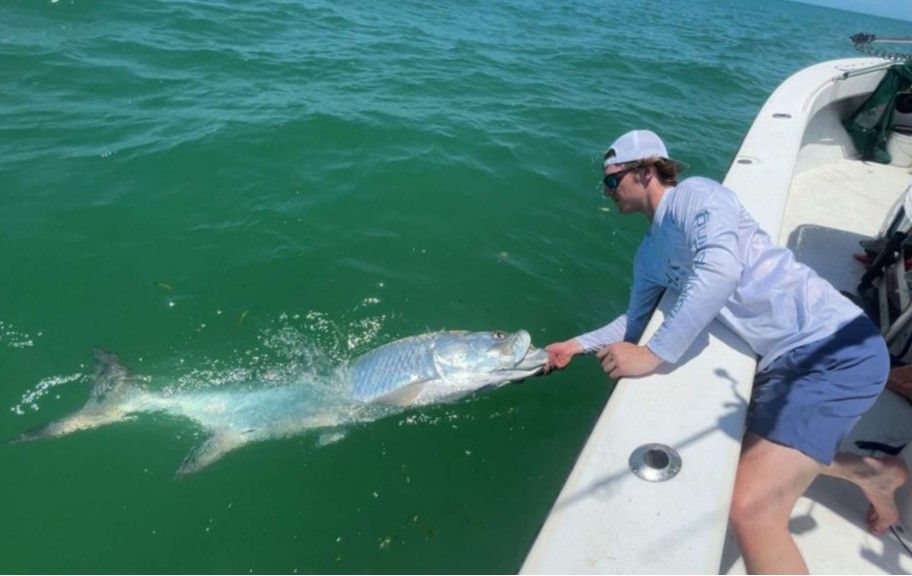 Tarpon being released back into green ocean water from fishing boat