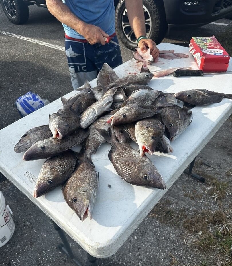 Fresh caught white grunt fish displayed on cleaning table after successful fishing trip