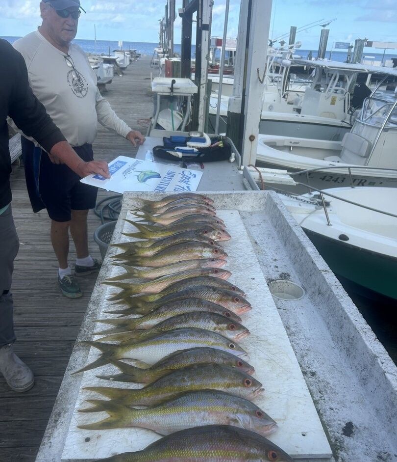 Fresh caught yellowfin fish displayed on ice at marina dock with fishing boats