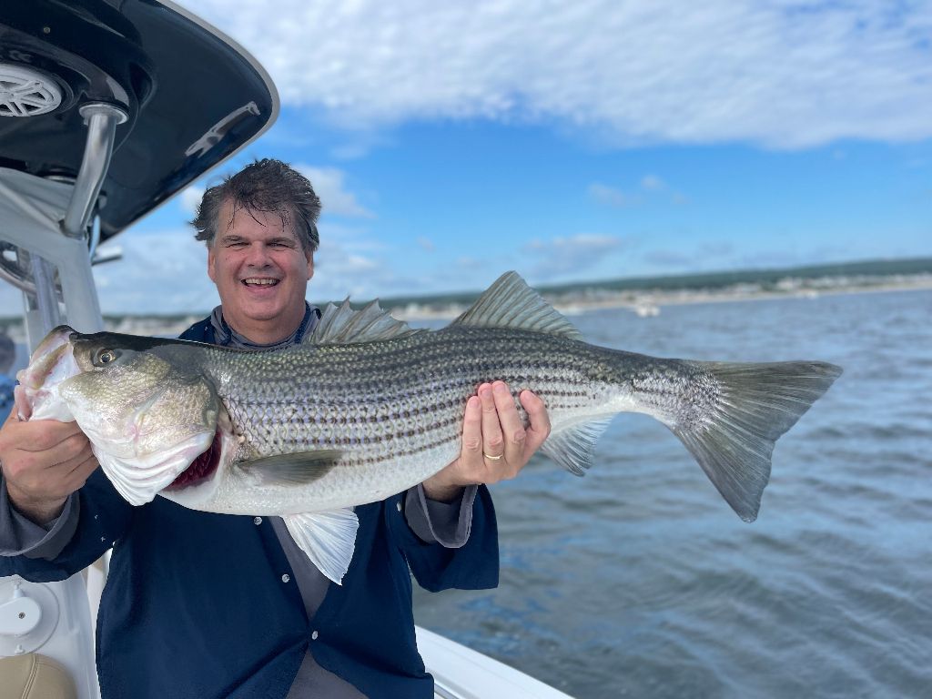 Striped bass caught while fishing