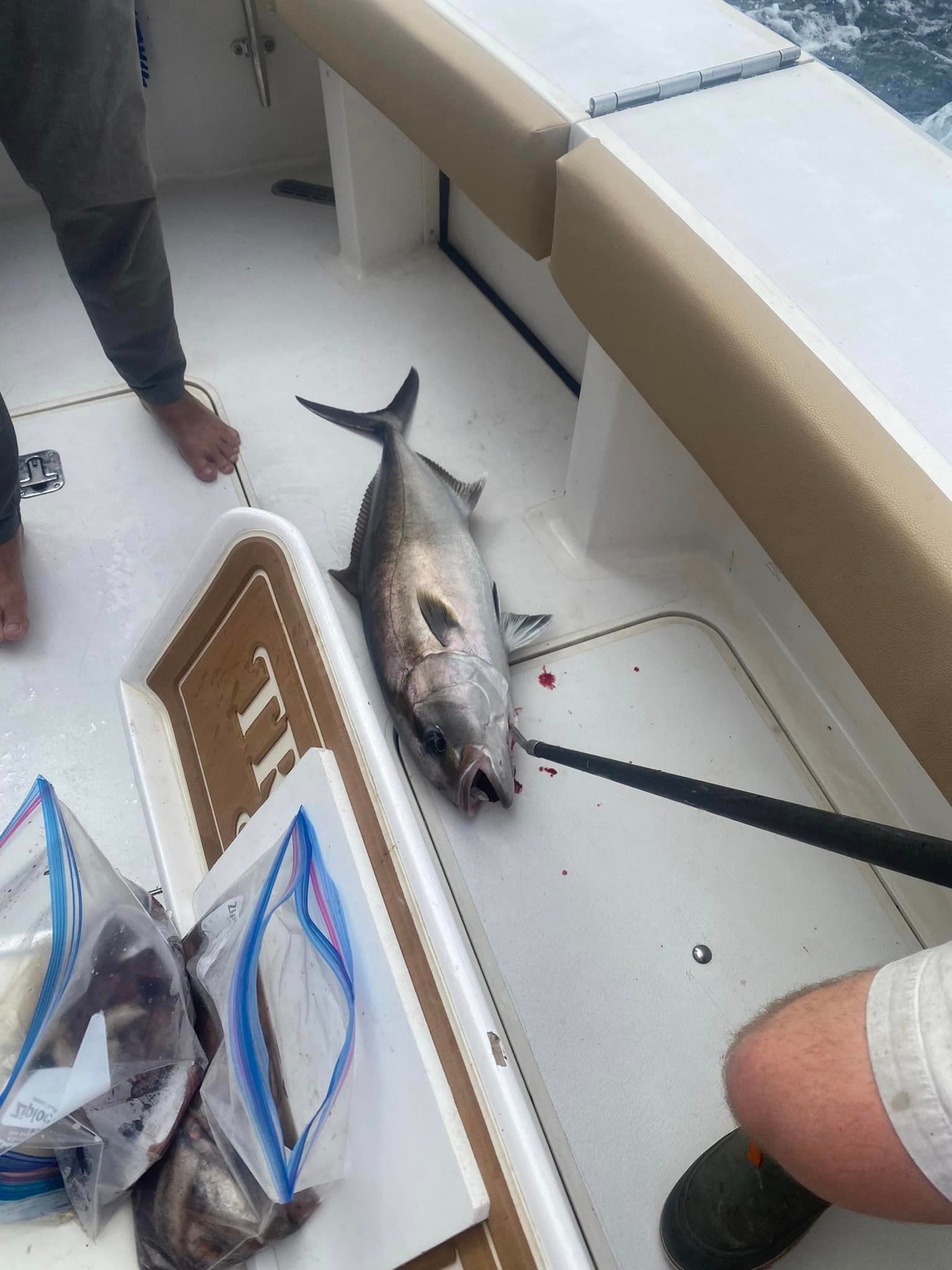 A greater amberjack fish caught during a fishing trip