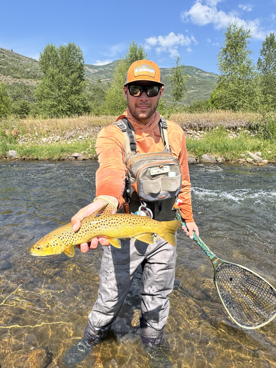 Brown Trout In Some Great Riffles On The Provo