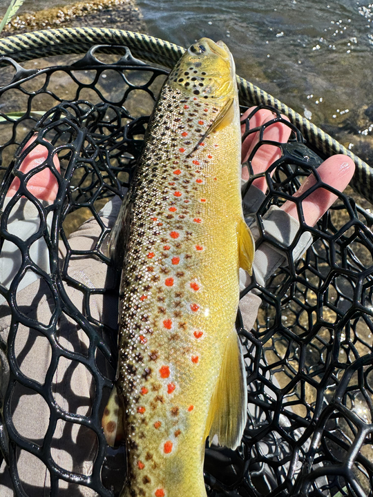 Provo River Brown Trout