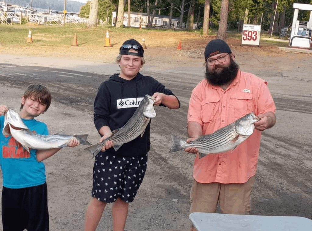 Three striped bass caught fishing