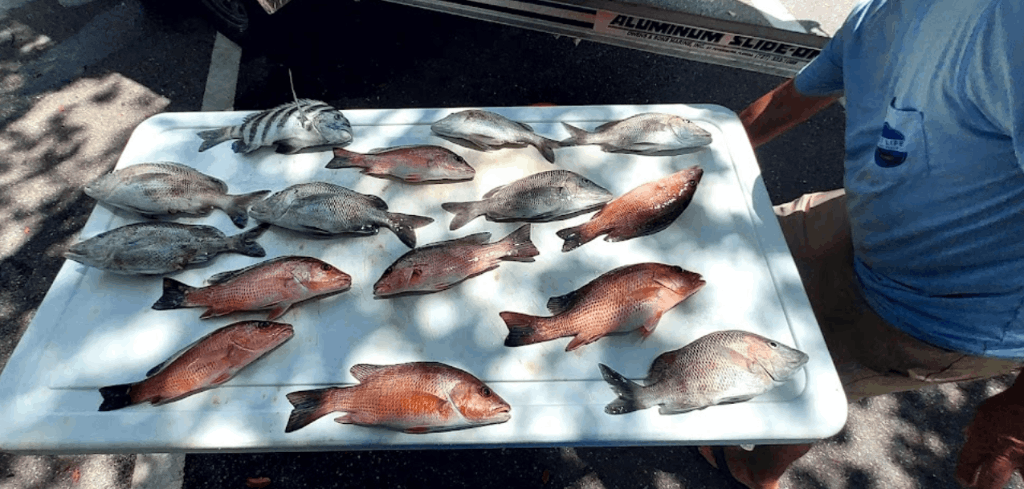 Four fish caught while fishing at an unknown location