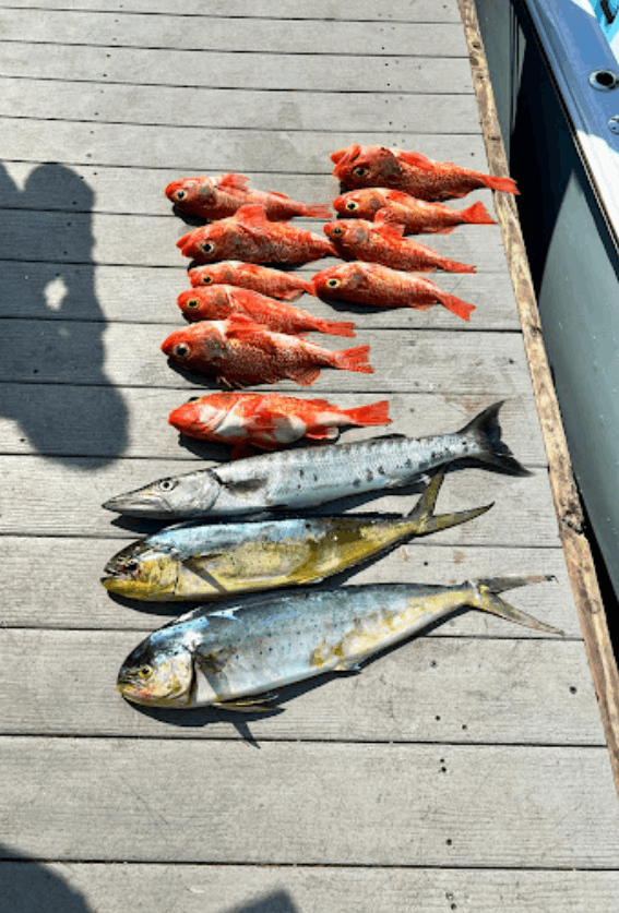 7 great barracuda fish caught while fishing