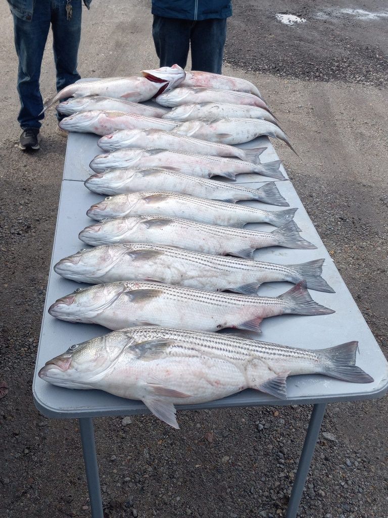 Three striped bass caught while fishing