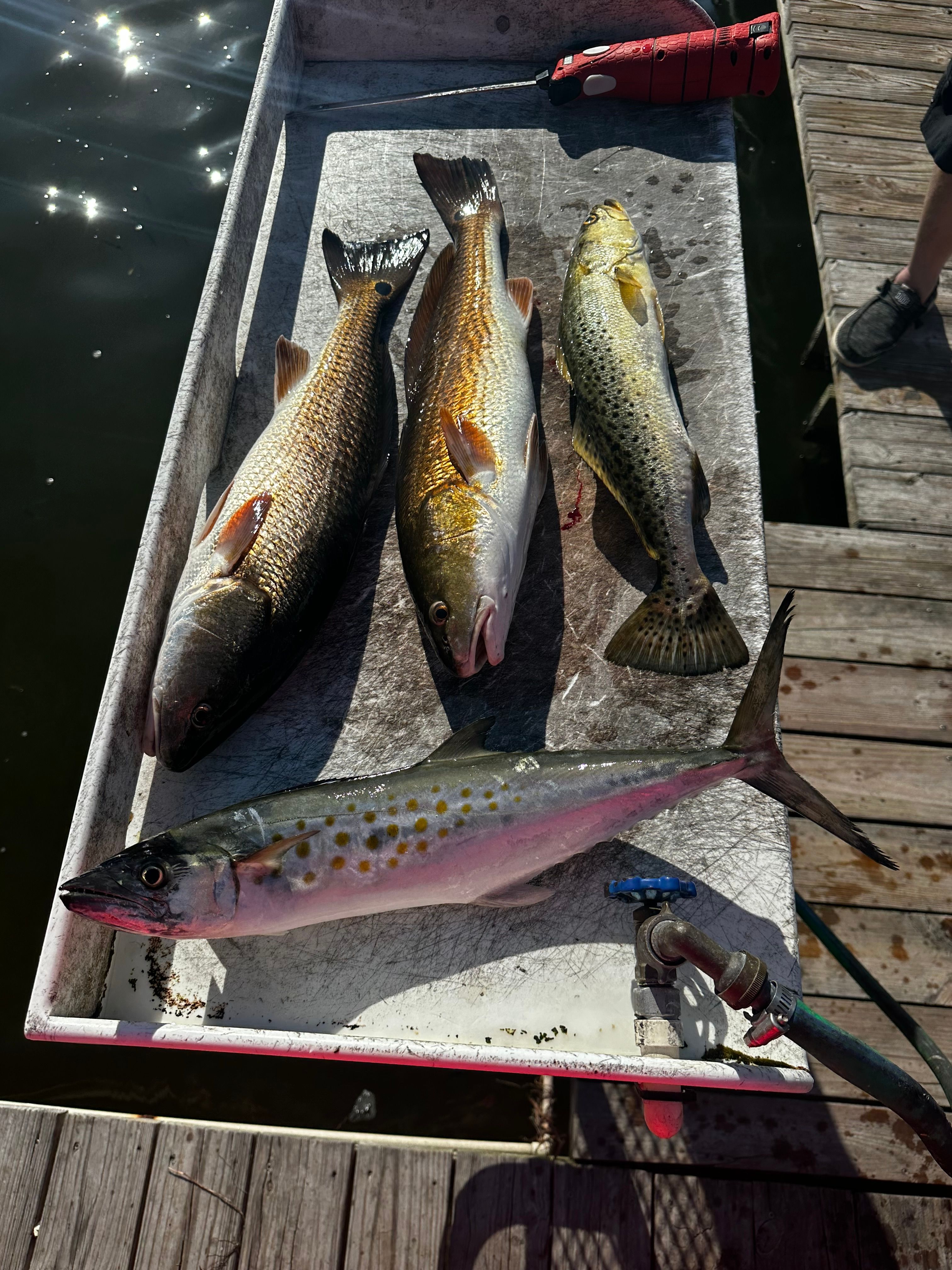 Four Spanish Mackerel and Spotted Weakfish in an unknown location