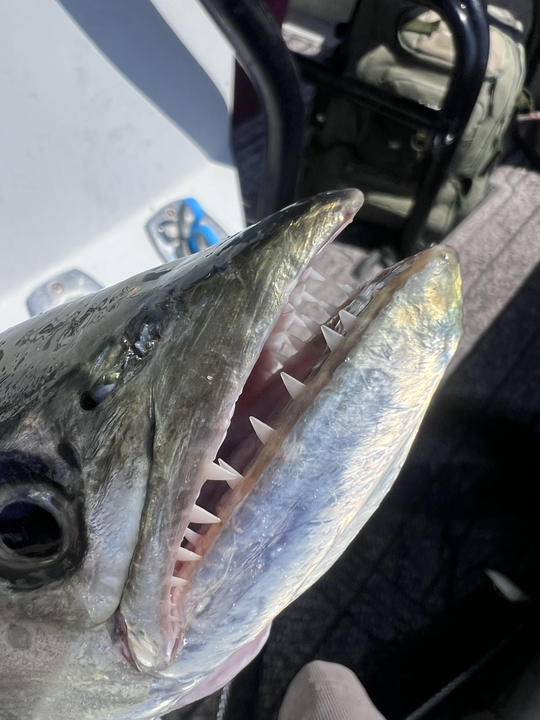 Caught this big fella!