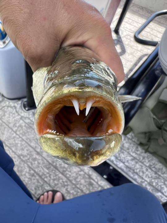 Caught this toothy fella!