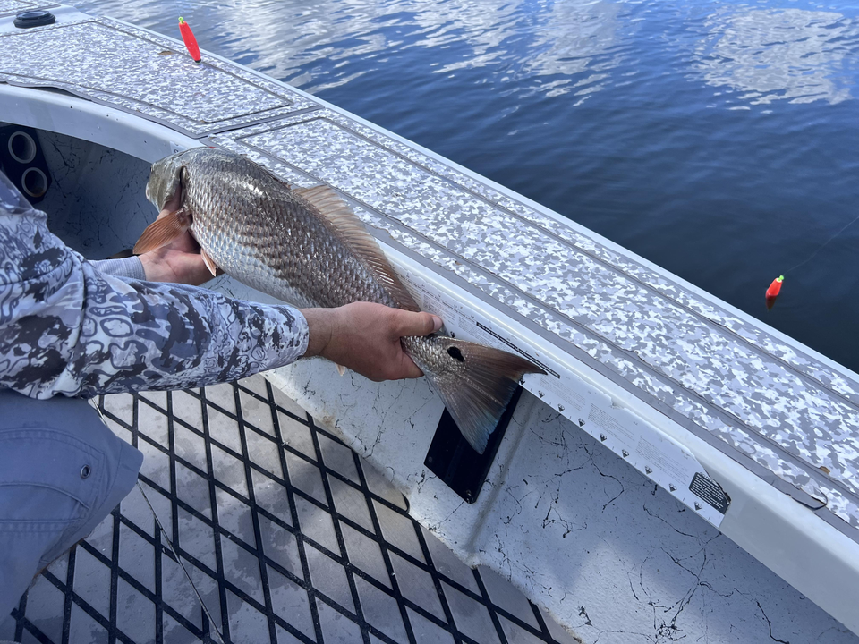 Redfish on the line with perfect partly cloudy skies!