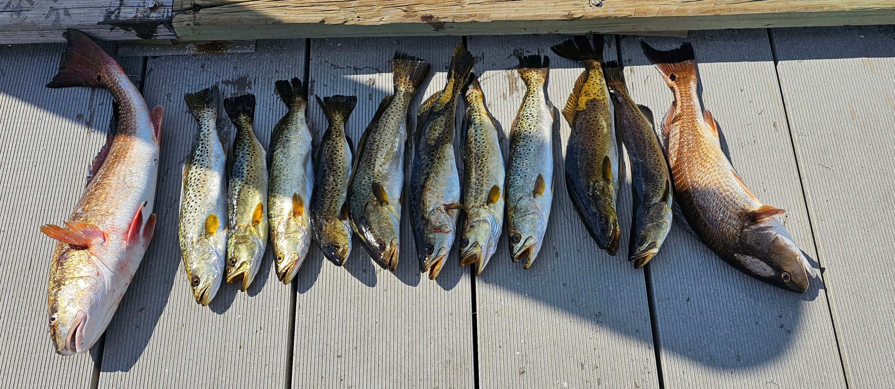Lingcod and Whiting fishing catch in unknown location