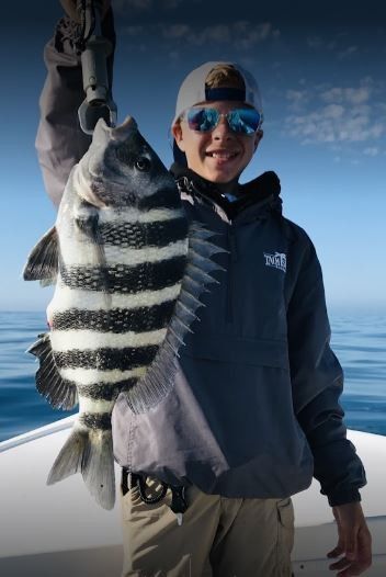 Sheepshead fish caught while fishing