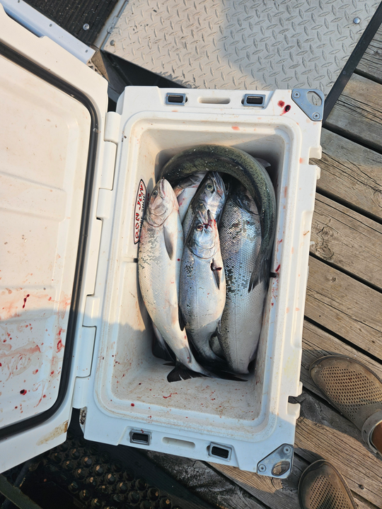 Trolling for Coho in clear conditions on the Knife River - fishing at its best!