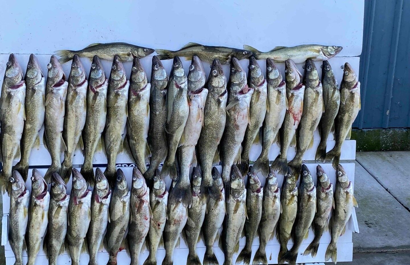 25 King Mackerel fish caught while fishing