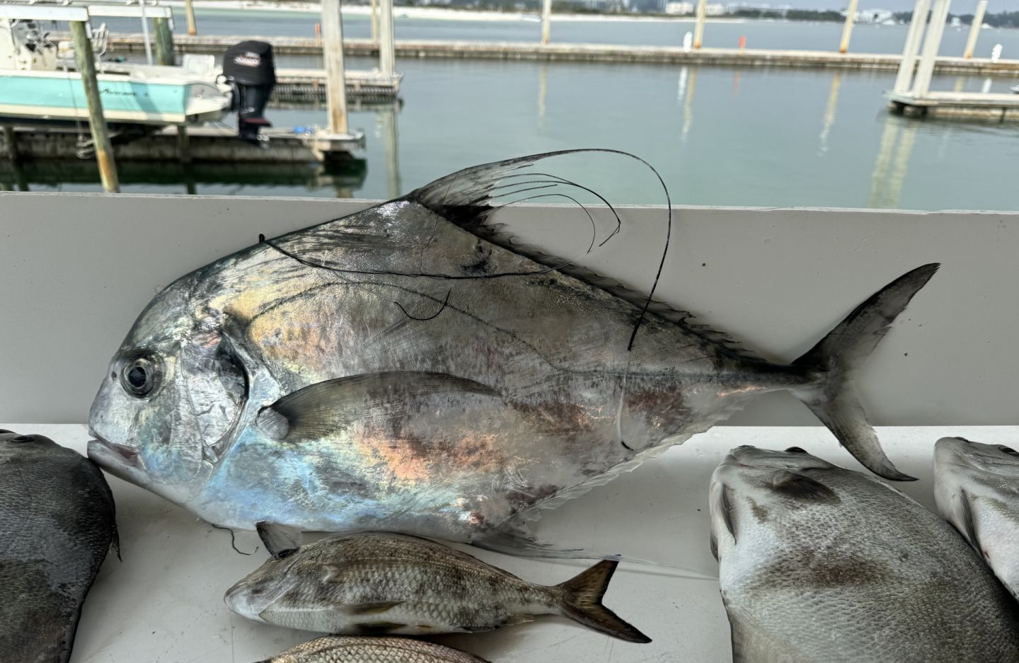 Two African Pompano fish caught while fishing