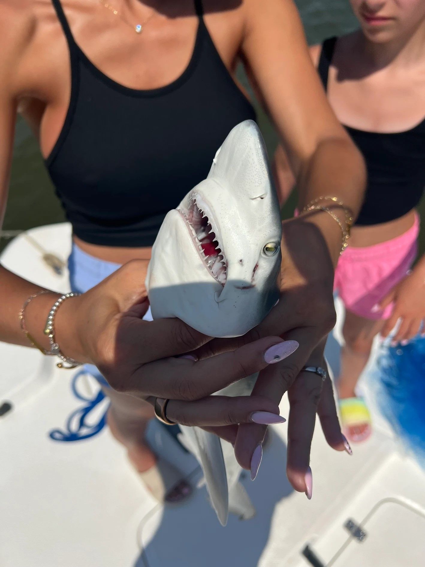 Photograph of a 11-inch Atlantic Sharpnose Shark caught while fishing