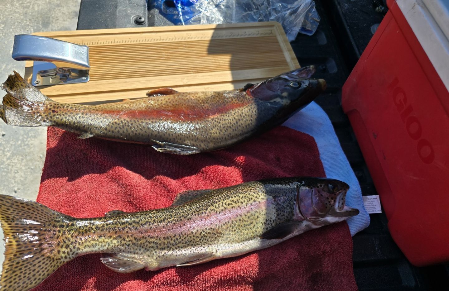 Two rainbow trout caught while fishing at an unknown location.