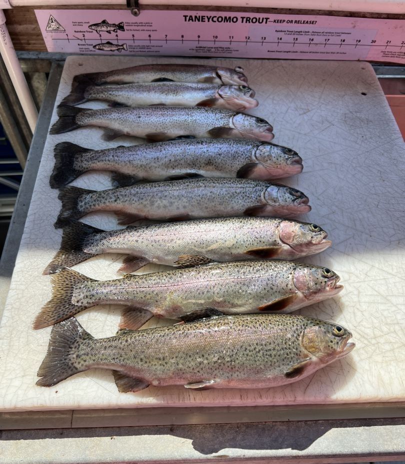 7 rainbow trout caught while fishing