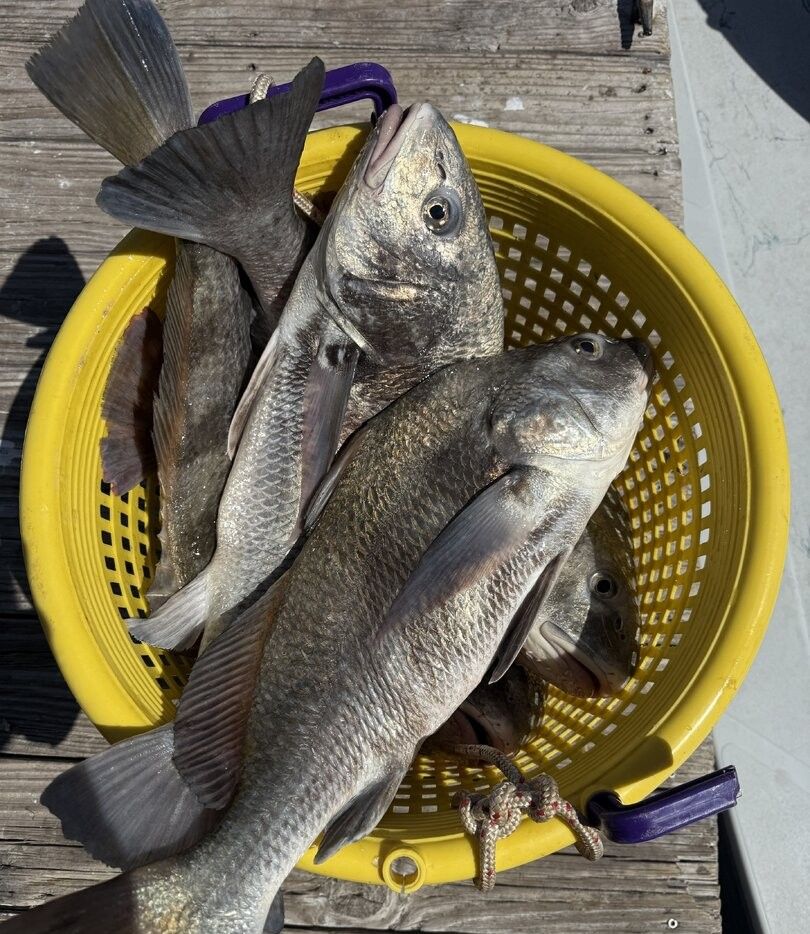 Two black drum fish in yellow fishing basket on wooden dock after successful fishing trip
