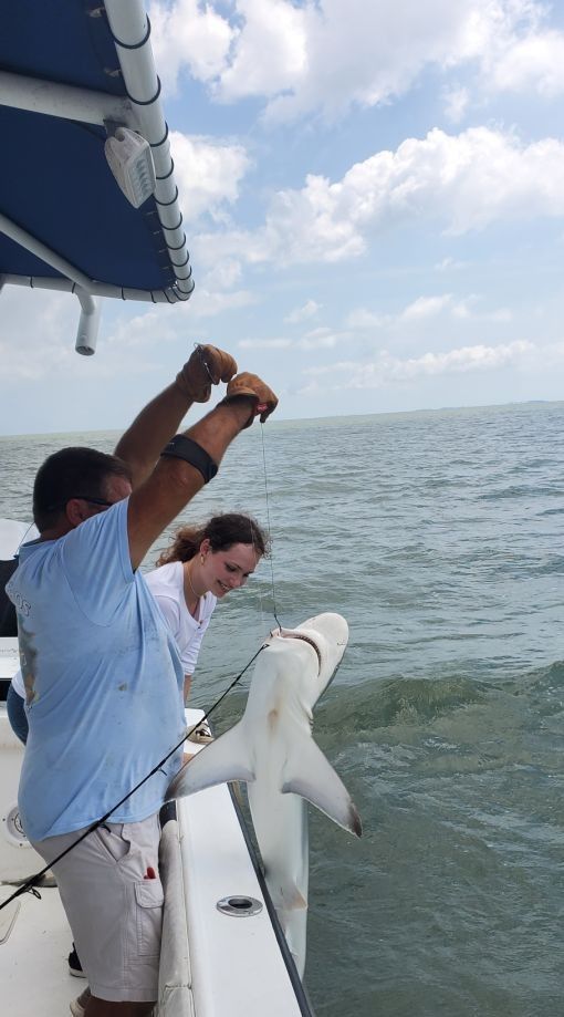 Bonnethead shark caught while fishing