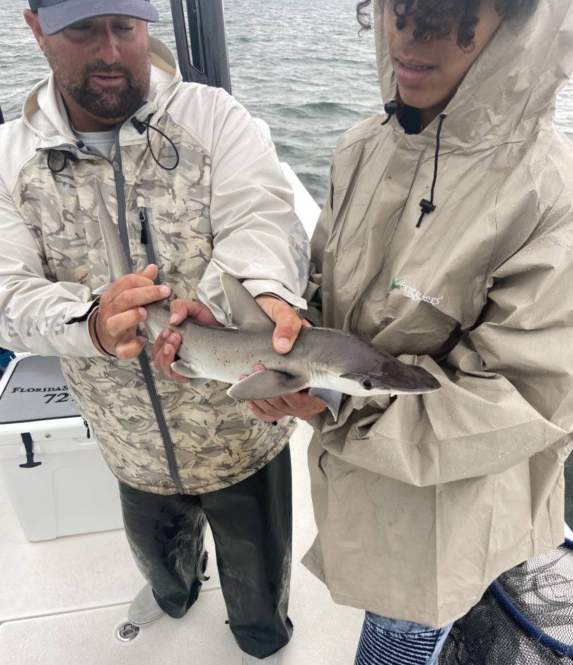 Bonnethead shark, fishing