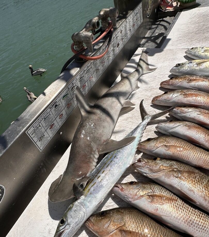 Fresh caught bonnethead shark and grey snapper laid out on dock after successful fishing trip