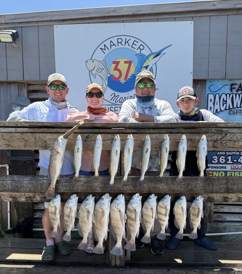 A group of 18 black drum fish being caught while fishing