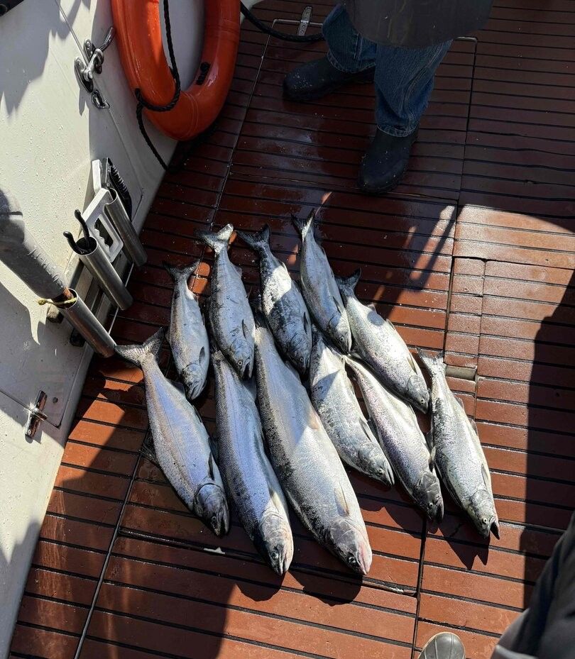 7 Coho Salmon and Bluefish caught while fishing