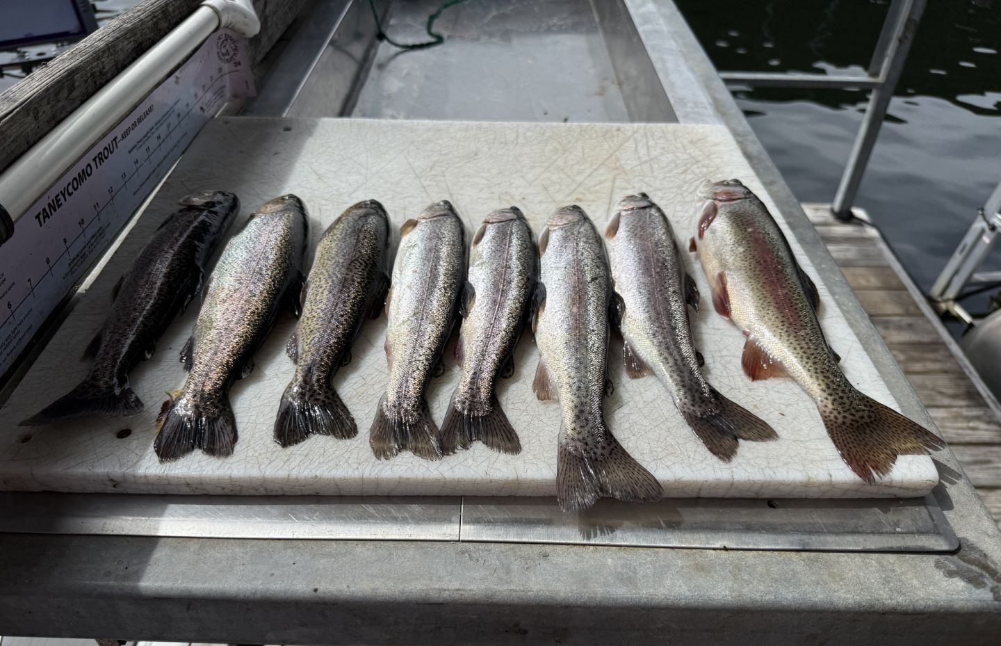 8 rainbow trout fish caught while fishing