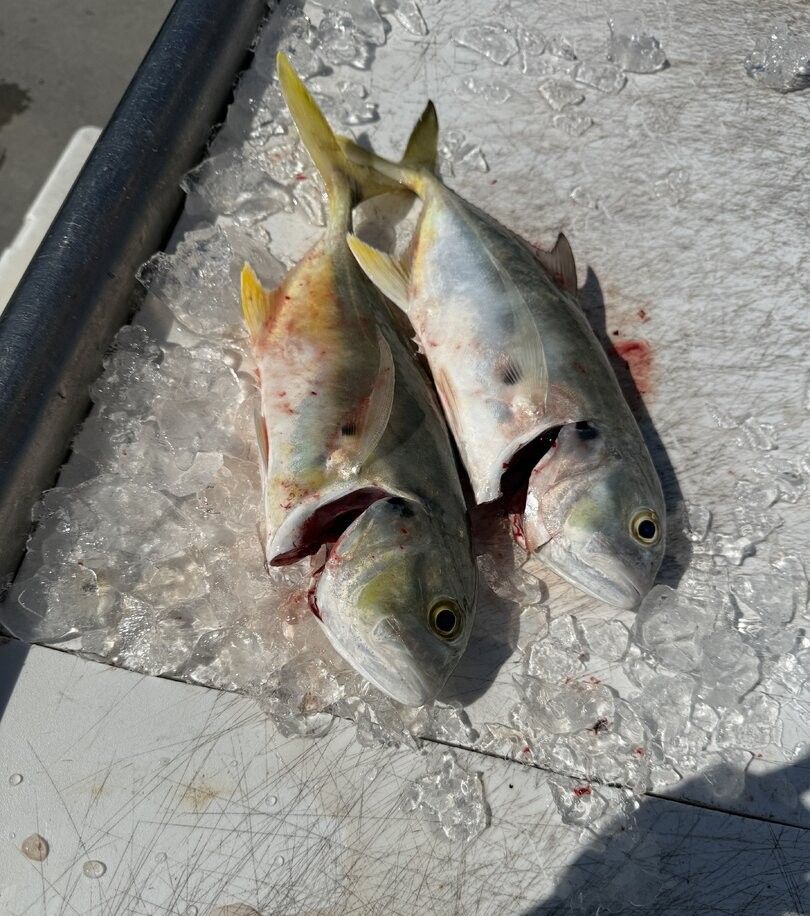 Two fresh caught crevalle jack fish lying on ice in a boat cooler