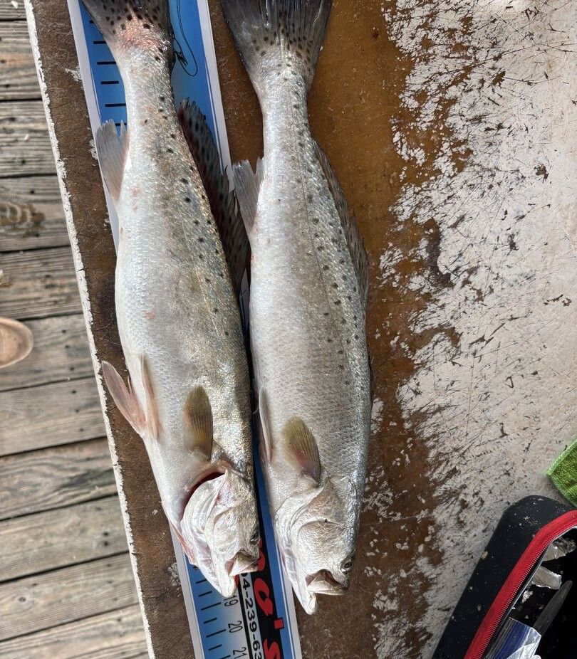 Two speckled trout lying on measuring board on wooden dock after successful fishing trip