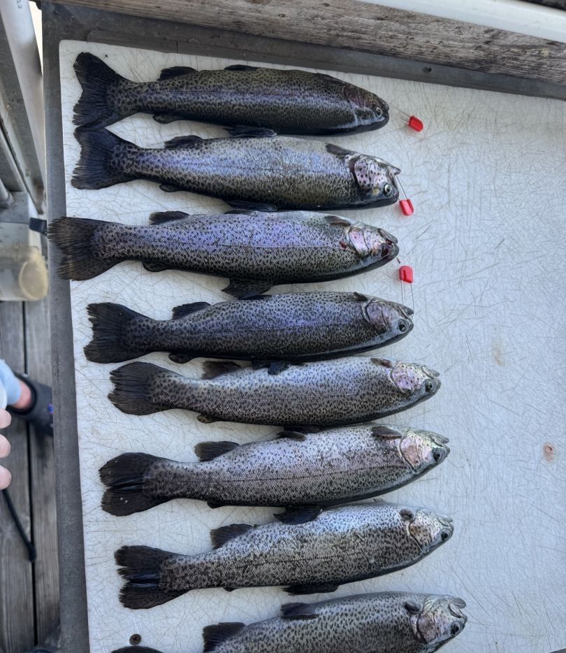 Eight rainbow trout caught in an unknown location while fishing.