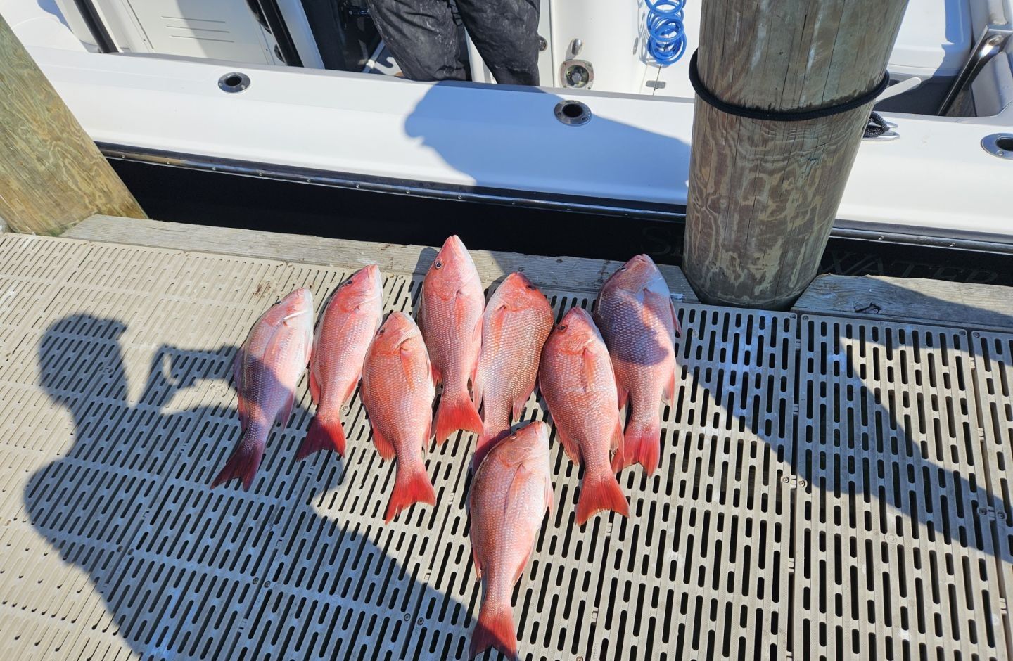 Eight red snapper fish laid out on boat deck after fishing trip