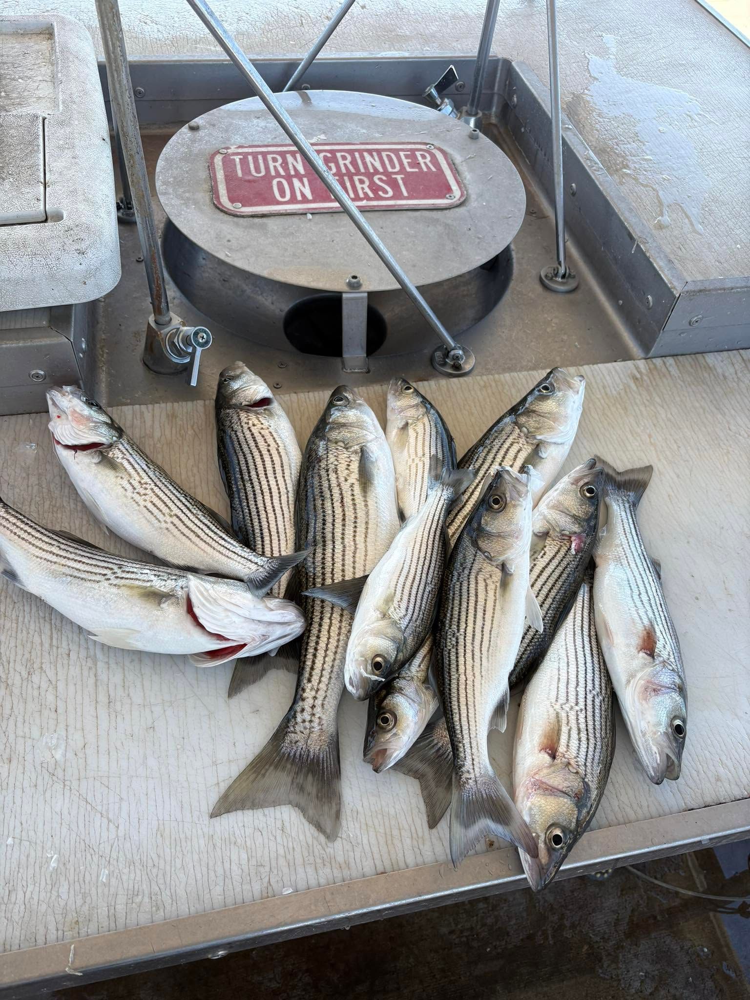 Eight striped bass caught and displayed on boat deck with fishing equipment