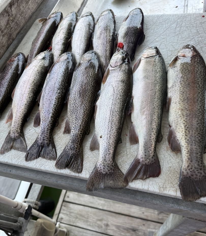 8 rainbow trout and great barracuda fish caught while fishing