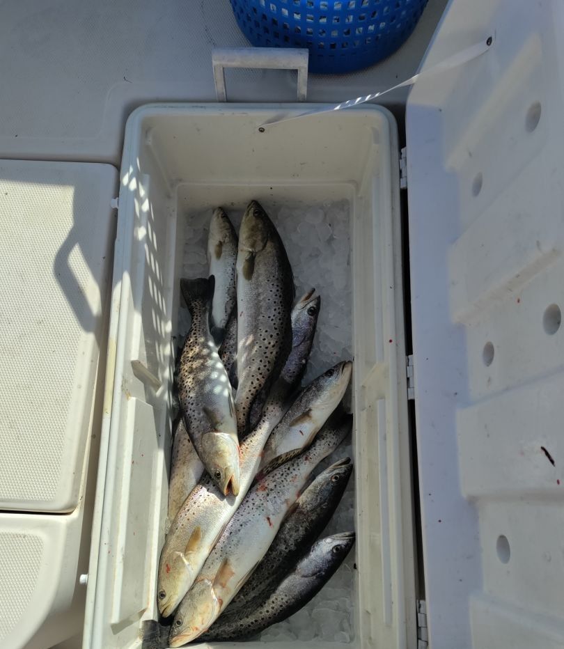 Three fish caught during a fishing trip at an unknown location.