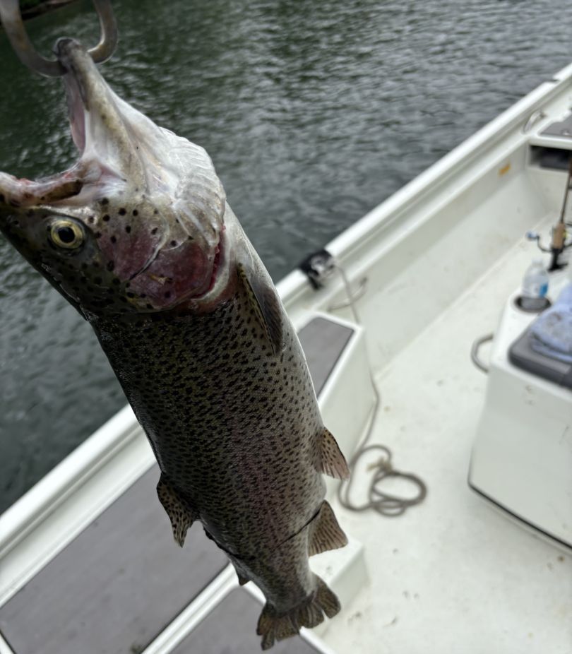 Magnificent rainbow trout caught while fishing