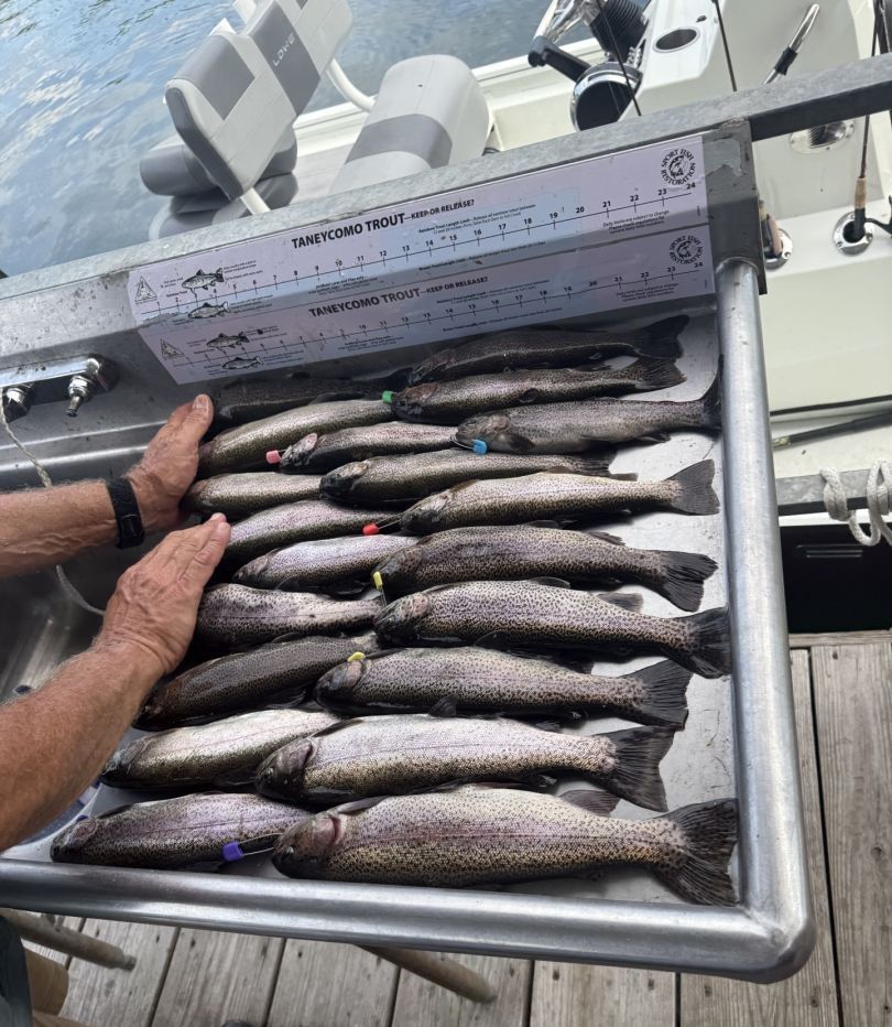Five rainbow trout caught fishing