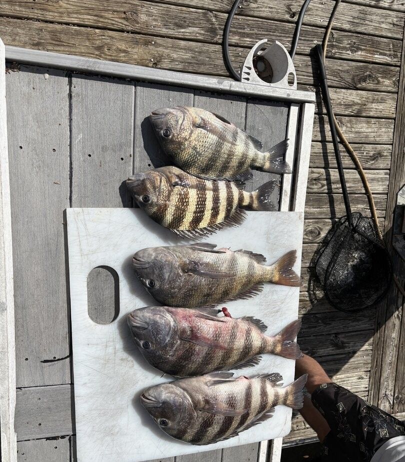 Five freshly caught sheepshead fish displayed on white cutting board on boat deck with fishing net