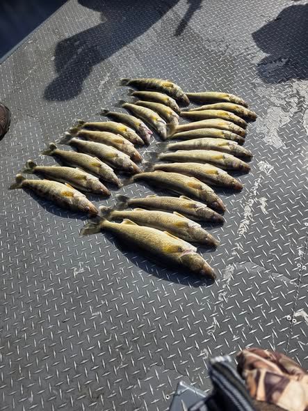 Fresh caught walleye fish arranged on boat deck after successful fishing trip