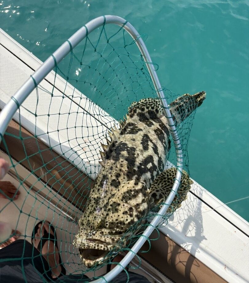 Goliath grouper caught in fishing net on boat deck over turquoise water