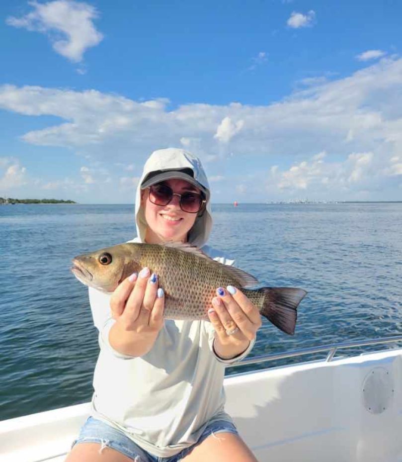 A grey snapper being caught while fishing