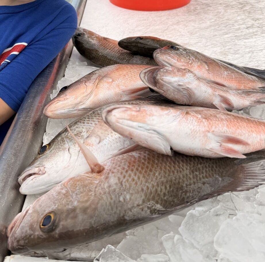 Fresh caught grey snapper and other fish displayed on ice in cooler after successful fishing trip