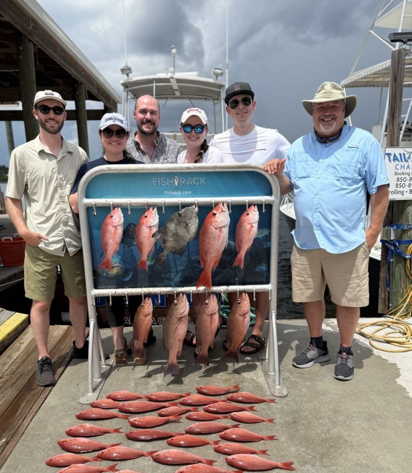 Nine grey triggerfish caught while fishing