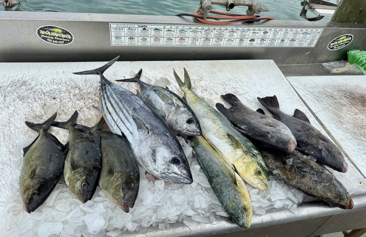 Fresh caught fish display on ice including skipjack tuna, mahi mahi, and longfin yellowtail from offshore fishing trip