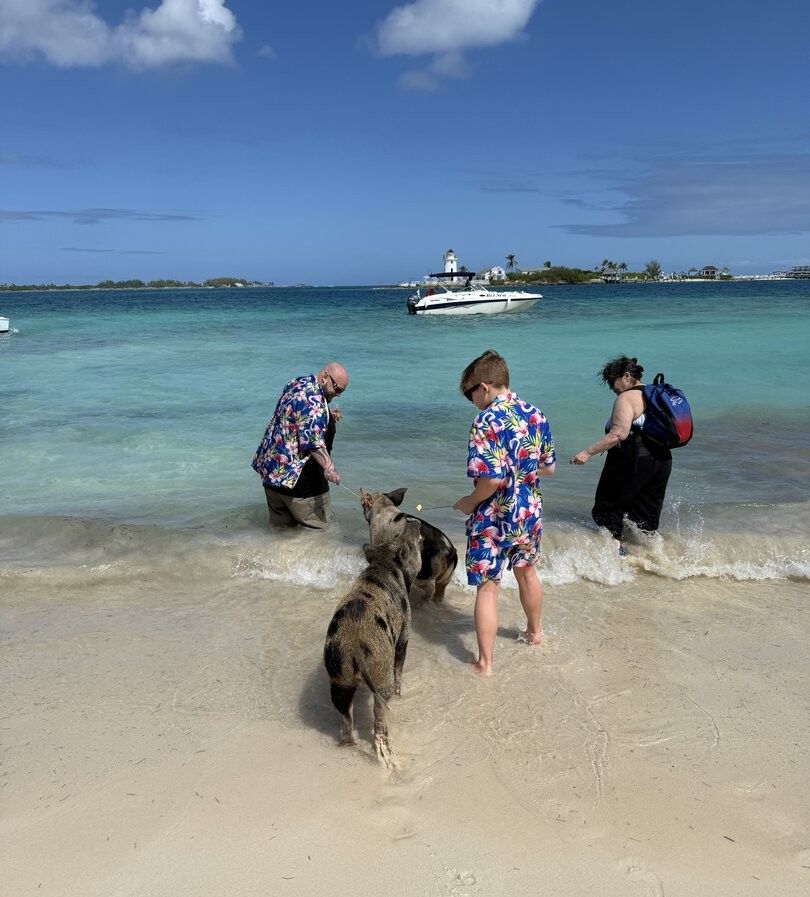 Pigs walking on tropical beach with turquoise water and boat in background