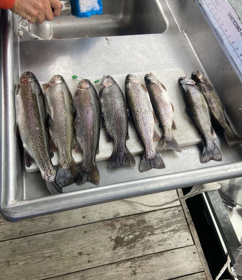 6 rainbow trout caught while fishing